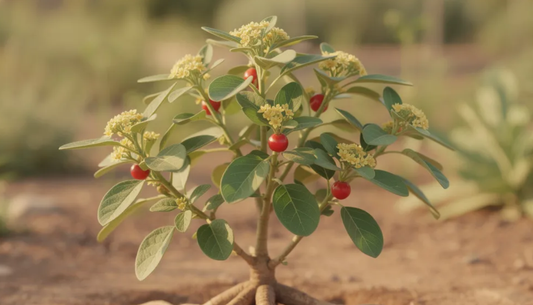 Ashwagandha Advantages: Evidence-Based Benefits, Risks, and How to Use It